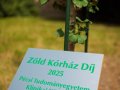 Ginkgo biloba fával a még zöldebb kórházért
