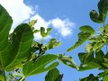 Növények és napfény: irritáció és allergia