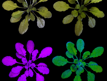 növények UV-kezelésen