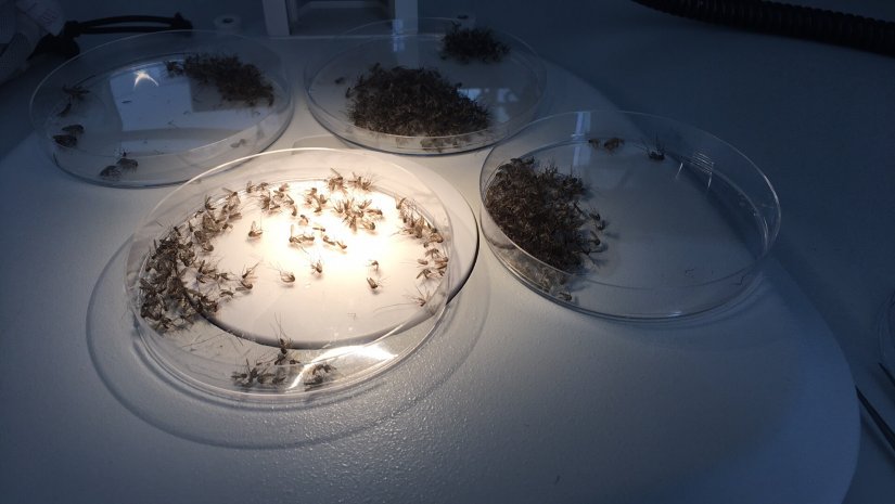 Rezisztenciát okozhat a szúnyogok ellen használt kémiai gyérítőszer