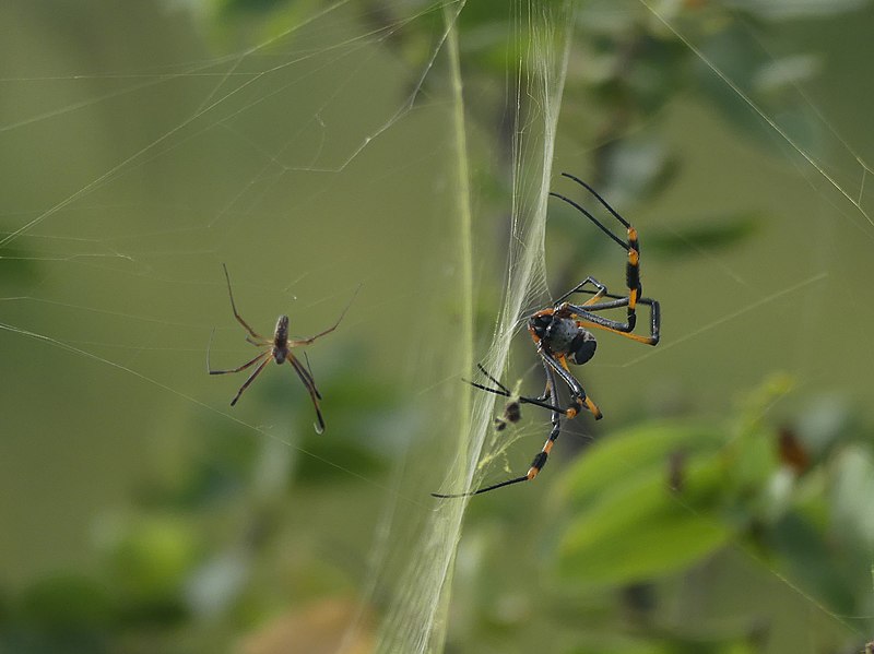 Feeling Connected to Nature Linked to Lower Risk of Snake and Spider Phobias